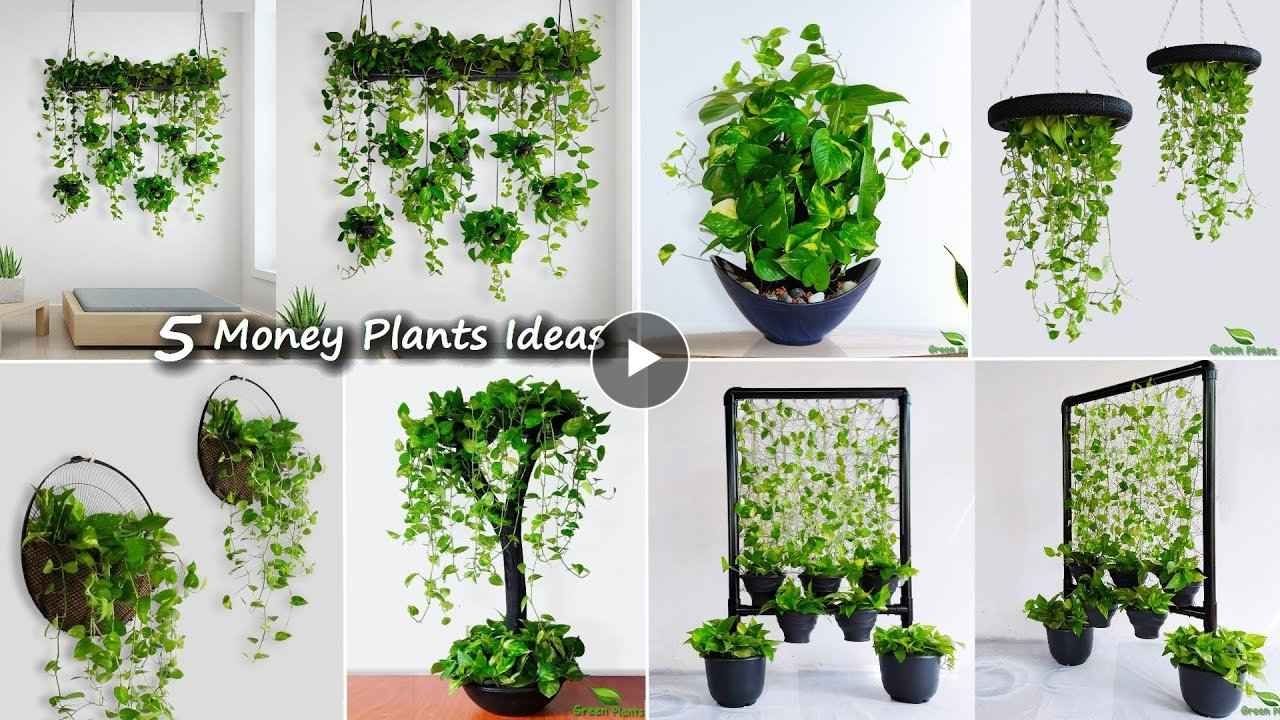 5 Money Plants Hanging & Decoration Ideas For Your Indoor Money